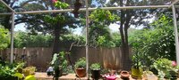 Garden 1