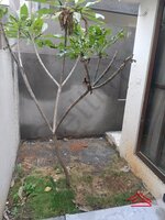 Garden 1