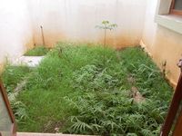 Garden 1