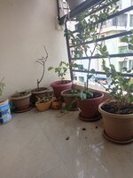 Balcony 1