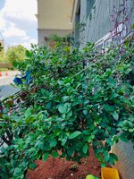 Garden 1