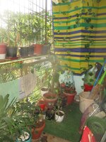 Balcony 1