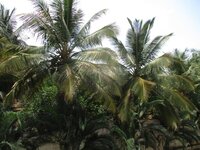 Balcony 2