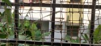 Balcony 1