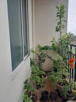 Balcony 1