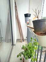 Balcony 1