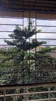 Balcony 2