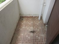 Balcony 1