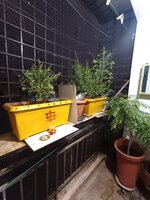 Balcony 1