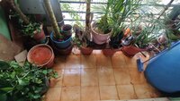 Balcony 1