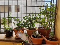 Balcony 2