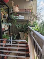 Balcony 1