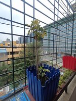 Balcony 1