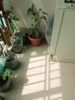 Balcony 1