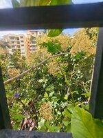 Balcony 1