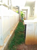 Back Yard 1