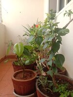 Balcony 2