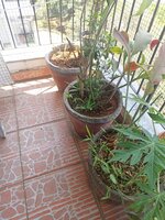Balcony 2