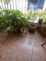 Balcony 1