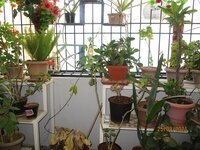 Balcony 1