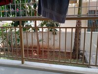 Balcony 2