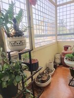 Balcony 1