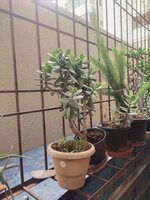 Balcony 1