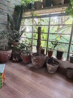 Balcony 1