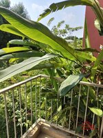 Balcony 1