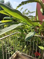 Balcony 4