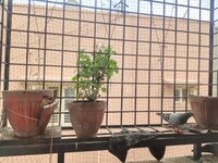 Balcony 1