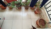 Balcony 1