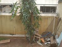 Balcony 2