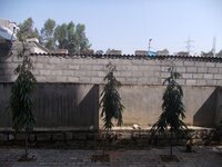 Balcony 1