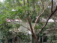 Balcony 1