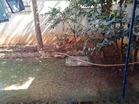 Garden 1