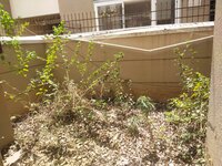 Garden 1
