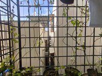 Balcony 2