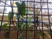 Balcony 2