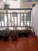 Balcony 1