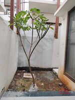 Garden 1