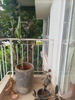 Balcony 1