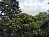 Balcony 1