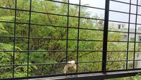 Balcony 1