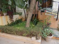 Front Yard 1
