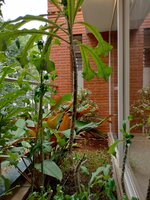 Garden 1