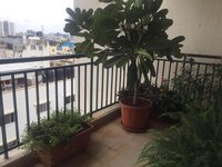Balcony 2