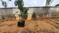 Garden 1