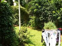 Back Yard 1
