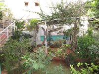 Back Yard 1